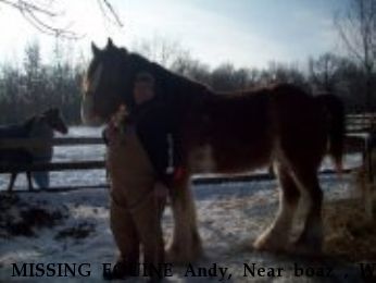 MISSING EQUINE Andy, Near boaz , WI, 52151